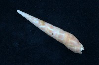 藏品(紅筍螺)的圖片